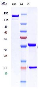 PD-1 (CD279) Humanized Biosimilar Recombinant Human Monoclonal Antibody