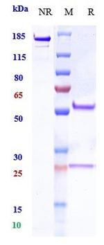 PD-1 (CD279) (Zimberelimab Biosimilar) Antibody in SDS-PAGE (SDS-PAGE)