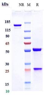 Revdofilimab Humanized Recombinant Human Monoclonal Antibody
