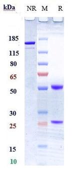 TWEAK (Biosimilar) Recombinant Humanized hamster Monoclonal Antibody