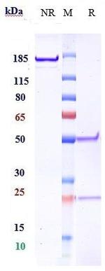 Robatumumab Humanized Recombinant Human Monoclonal Antibody
