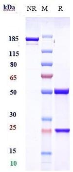 Bavituximab Chimeric Recombinant Human Monoclonal Antibody