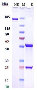 Roledumab Recombinant Human Monoclonal Antibody