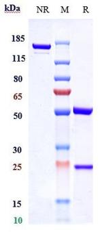 RAMP3 (Biosimilar) Recombinant Human Monoclonal Antibody
