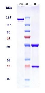 CD22 (Pinatuzumab Biosimilar) Antibody in SDS-PAGE (SDS-PAGE)
