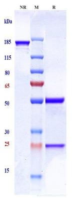 Tadocizumab Humanized Recombinant Human Monoclonal Antibody