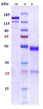 Bepranemab Humanized Recombinant Human Monoclonal Antibody