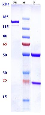 TCR (Biosimilar) Recombinant Human Monoclonal Antibody