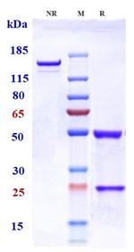 Telazorlimab Humanized Recombinant Human Monoclonal Antibody