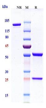 TIGIT (Etigilimab Biosimilar) Recombinant Human Monoclonal Antibody