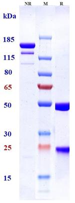 Tesidolumab Recombinant Human Monoclonal Antibody