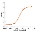 GM-CSF Biosimilar Recombinant Human Monoclonal Antibody