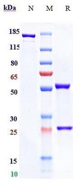 Benufutamab Chimeric Recombinant Human Monoclonal Antibody