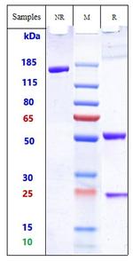 TCR (Biosimilar) Recombinant Human Monoclonal Antibody