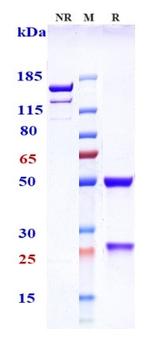 Lexatumumab Antibody in SDS-PAGE (SDS-PAGE)