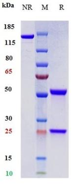 PD-1 (CD279) (Toripalimab Biosimilar) Antibody in SDS-PAGE (SDS-PAGE)