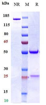 Torudokimab Recombinant Human Monoclonal Antibody