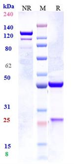 IL-33 (Tozorakimab Biosimilar) Antibody in SDS-PAGE (SDS-PAGE)