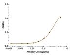 beta Amyloid Biosimilar Recombinant Human Monoclonal Antibody