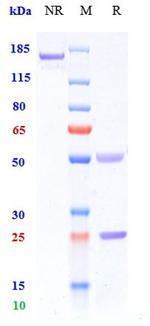 Iscalimab Recombinant Human Monoclonal Antibody