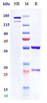 Mitazalimab Recombinant Human Monoclonal Antibody