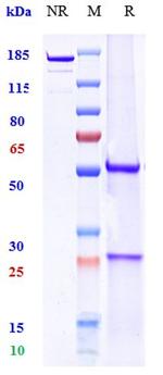 Ravagalimab Humanized Recombinant Human Monoclonal Antibody