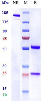 Pateclizumab Humanized Recombinant Human Monoclonal Antibody
