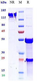 TNF alpha (Biosimilar) Antibody in SDS-PAGE (SDS-PAGE)