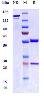 TNF alpha (Biosimilar) Antibody in SDS-PAGE (SDS-PAGE)