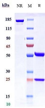 Vedolizumab Humanized Recombinant Human Monoclonal Antibody