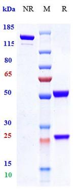 Ruplizumab Humanized Recombinant Human Monoclonal Antibody