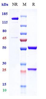 Vilobelimab Humanized Recombinant Human Monoclonal Antibody