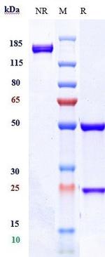 CD37 (Biosimilar) Recombinant Human Monoclonal Antibody