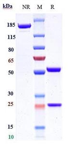 Volociximab Chimeric Recombinant Human Monoclonal Antibody