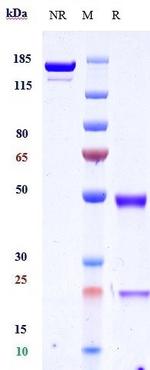 Vonlerizumab Humanized Recombinant Human Monoclonal Antibody