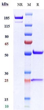VCAM-1 (CD106) Biosimilar Recombinant Human Monoclonal Antibody