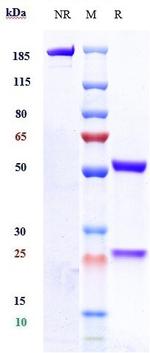 Tau (Zagotenemab Biosimilar) Antibody in SDS-PAGE (SDS-PAGE)