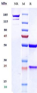 VEGFC (Biosimilar) Antibody in SDS-PAGE (SDS-PAGE)