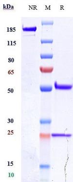 Alacizumab Humanized Recombinant Human Monoclonal Antibody