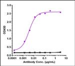 beta Amyloid (Lecanemab Biosimilar) Antibody in ELISA (ELISA)