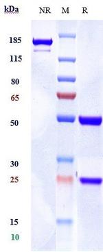 ADORA2A (Biosimilar) Antibody in SDS-PAGE (SDS-PAGE)
