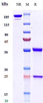 BTN1A1 Biosimilar Antibody in SDS-PAGE (SDS-PAGE)