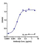 Claudin 6 (Biosimilar) Antibody in ELISA (ELISA)