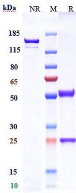 Claudin 6 Biosimilar Antibody in SDS-PAGE (SDS-PAGE)