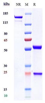 Claudin 6 Biosimilar Recombinant Human Monoclonal Antibody