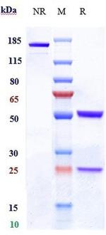 Claudin 6 (Biosimilar) Recombinant Human Monoclonal Antibody