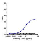 Claudin 6 (Biosimilar) Recombinant Human Monoclonal Antibody