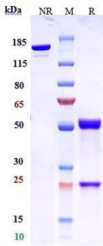 Claudin 6 Biosimilar Antibody in SDS-PAGE (SDS-PAGE)