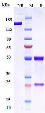 Claudin 6 Biosimilar Recombinant Human Monoclonal Antibody