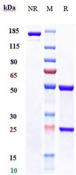 CD33 (Gemtuzumab Biosimilar) Antibody in SDS-PAGE (SDS-PAGE)